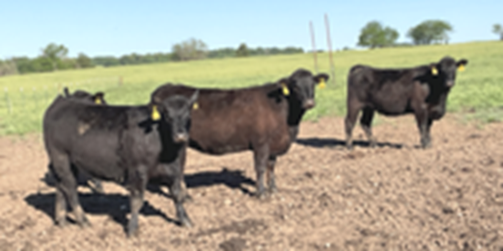 19 Angus Bred Heifers... Southwest MO
