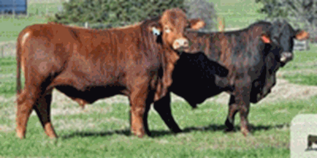 4 Reg. Beefmaster Bulls... S. Central TX