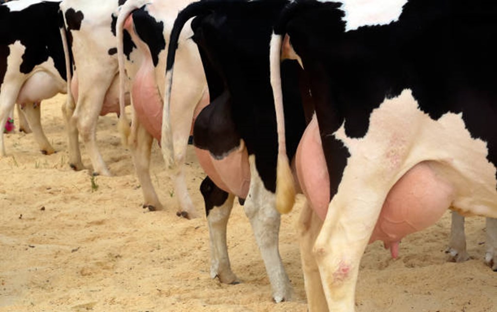 Dairy Cows in 2 States Test Positive for Avian Flu