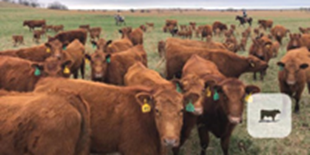 40 Red Angus 1st-Calf Pairs for Sale @ Auction... Northeast OK
