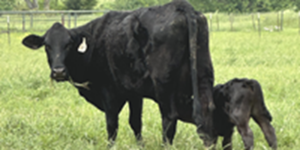 45 Angus Cross Cows w/ 10+ Calves... Northeast TX