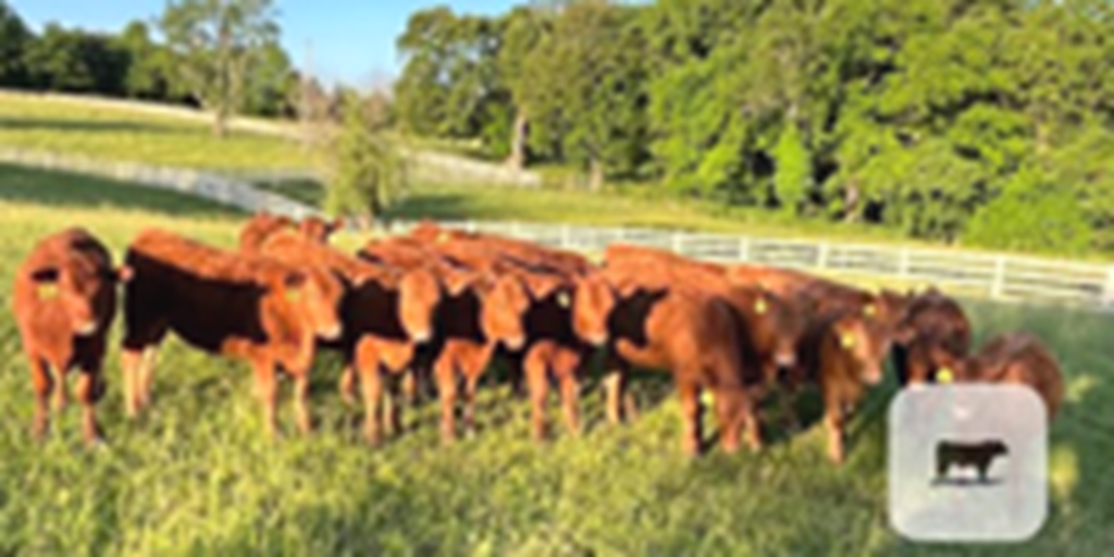 19 Red Angus Rep. Heifers... Southwest MO