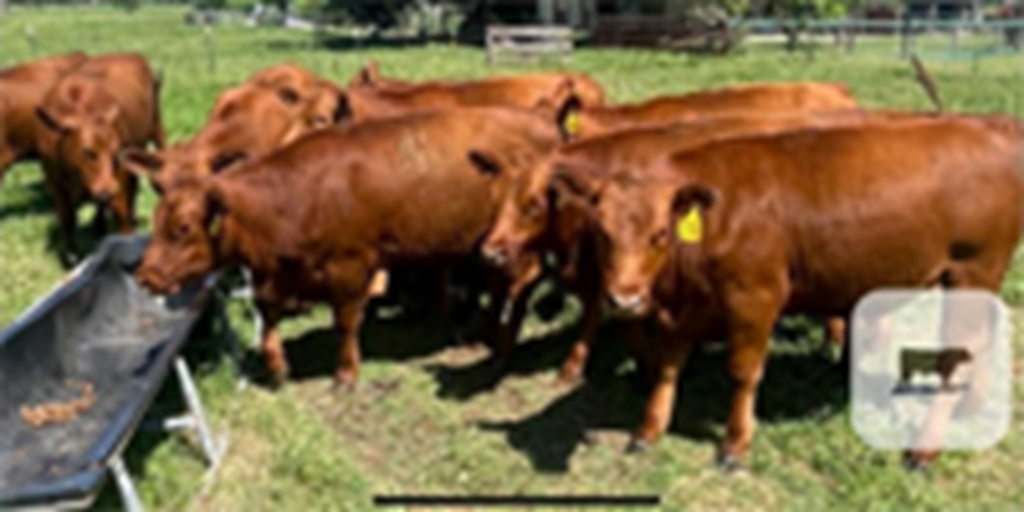 11 Red Angus Rep. Heifers... N. Central TX
