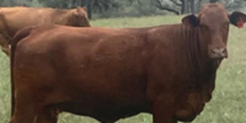 13 Beefmaster Cows... South TX