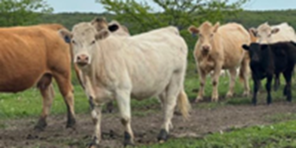 60 Charolais Cows w/ 35+ Calves... N. Central MO