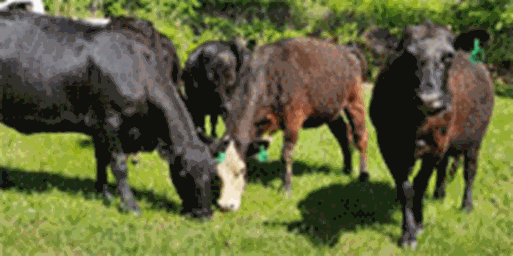 33 Angus Plus & Charolais Cross Cows w/ 8+ Calves... Northeast MS