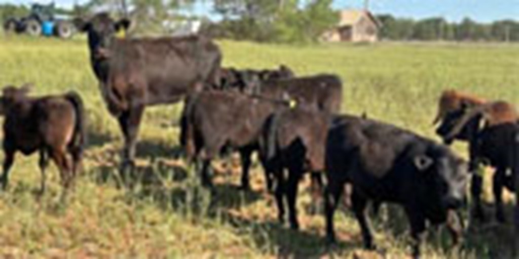 16 Angus Pairs... W. Central OK