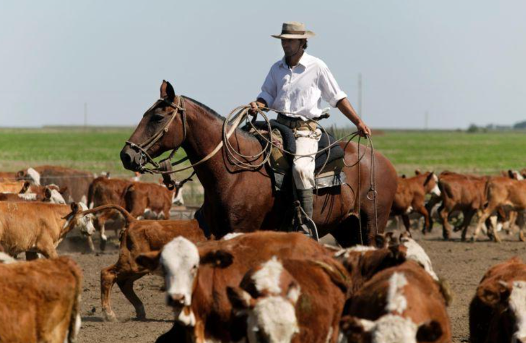 Beef Consumption Plummets in Argentina; Exports Surge