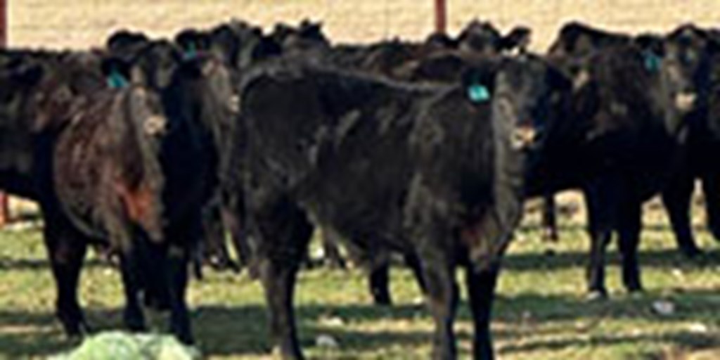 30 Angus Cross Rep. Heifers... North TX