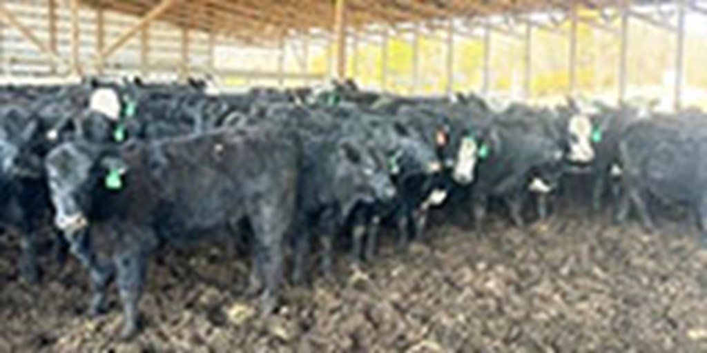 63 Angus & BWF Rep. Heifers... N. Central TN