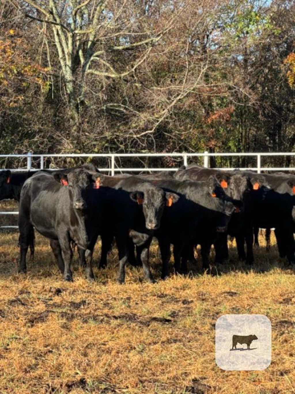 Cattle Range Listing Photo