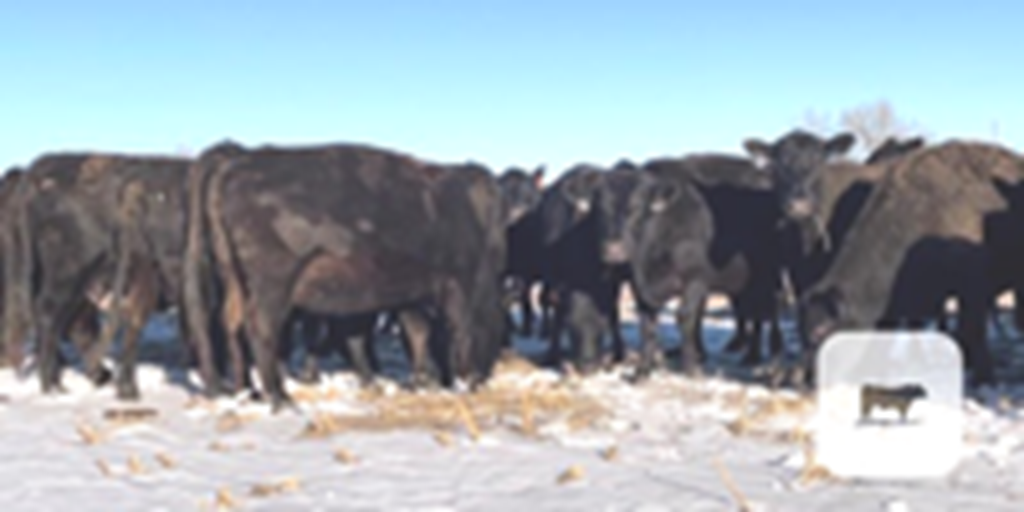23 Angus Cows w/ 16+ Calves... Northeast NE