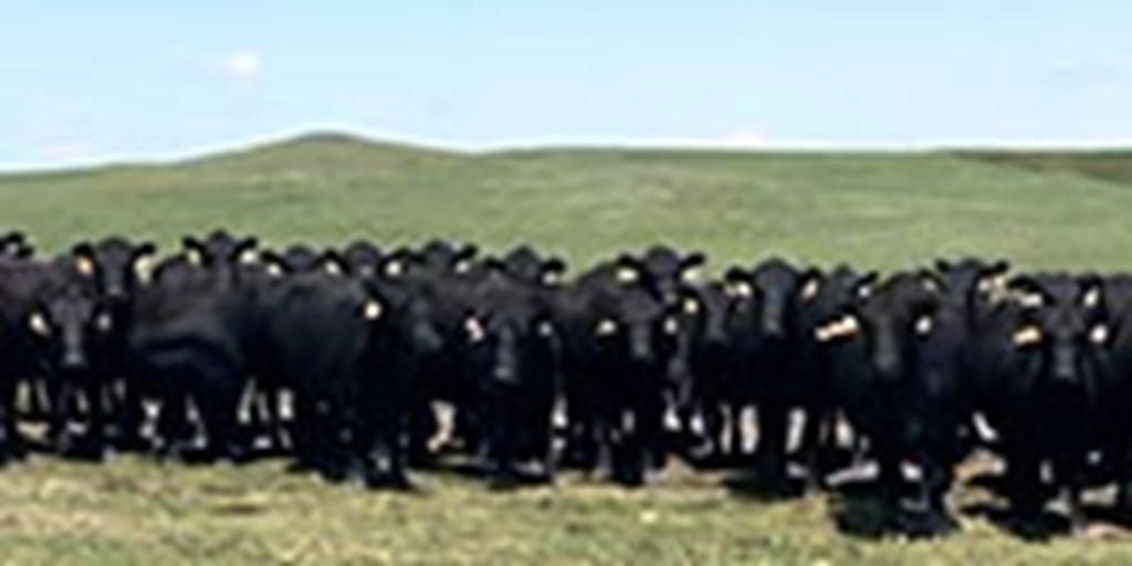 1,600 Angus & Angus Cross Cows... S. Central IA