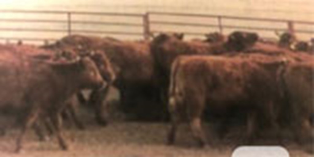 97 Red Angus Rep. Heifers... Central OK