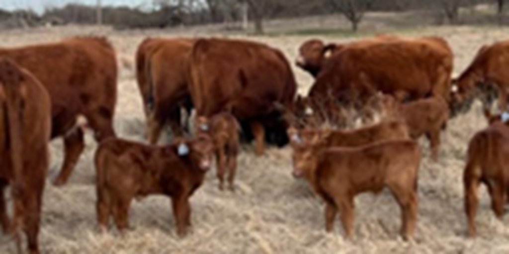 25 Red Angus 1st-Calf Pairs... N. Central OK