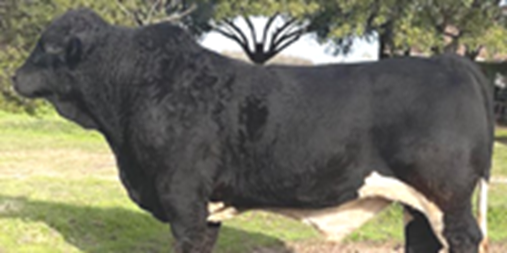 1 Reg. Beefmaster Bull... North TX