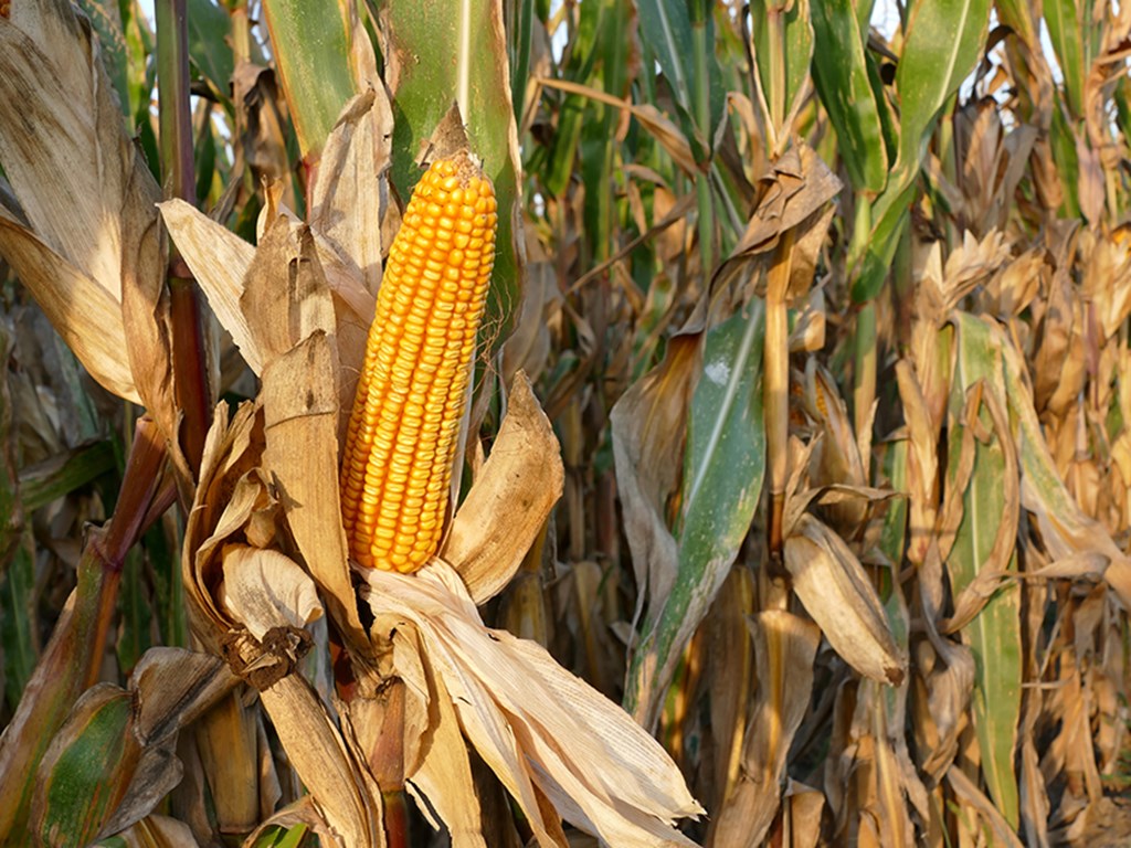 Iowa State Agronomist says Prime Corn Yields Unlikely