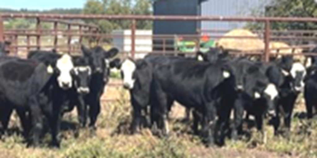 33 Angus & BWF Bred Heifers... Central MO