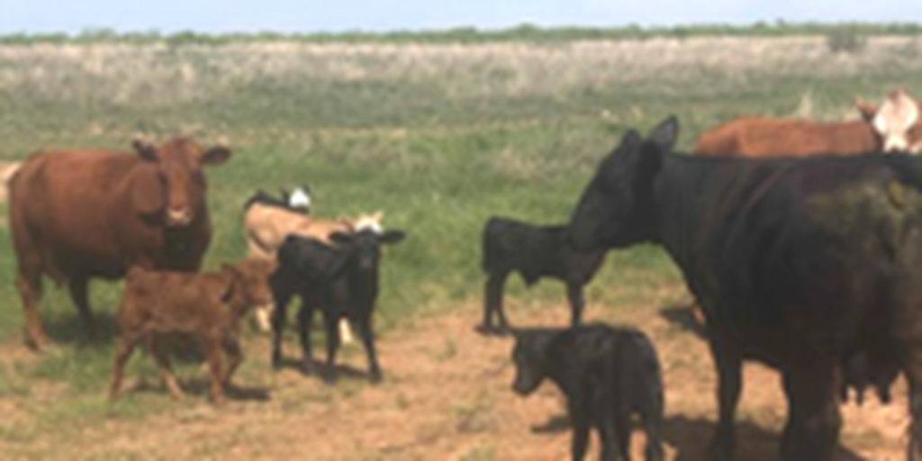 40 Black & Red Crossbred and Charolais Cross Pairs... W. Central TX