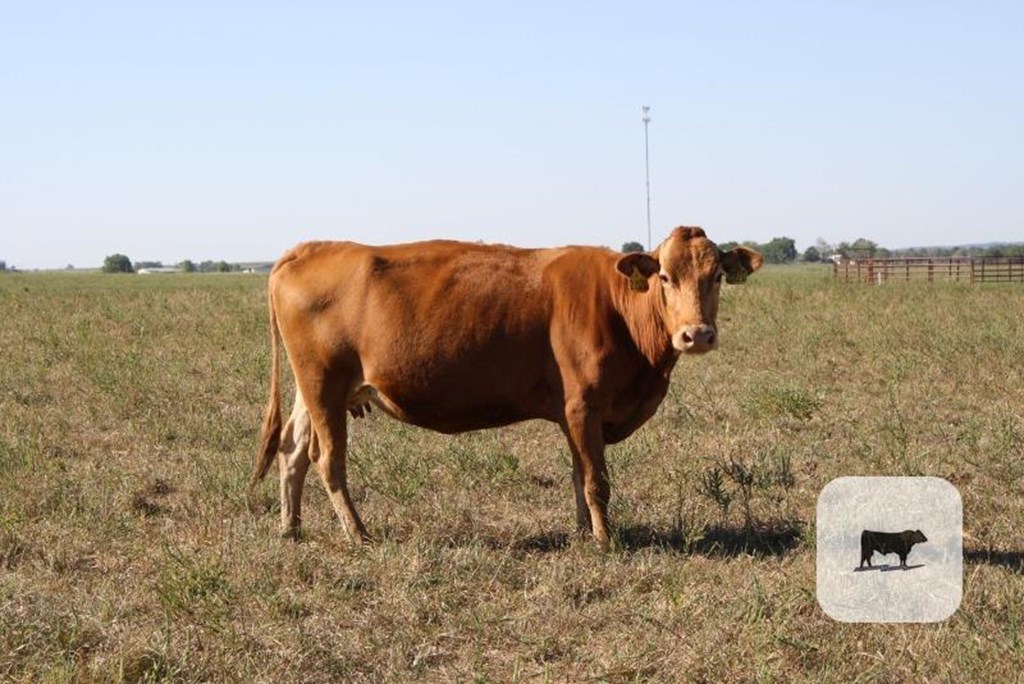 Cattle Range Listing Photo