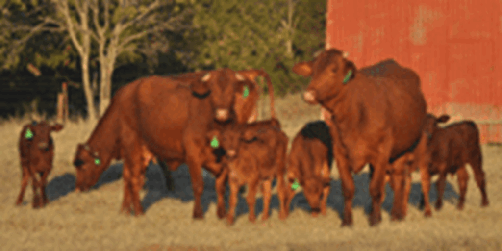10 Beefmaster 1st-Calf Pairs... Central TX