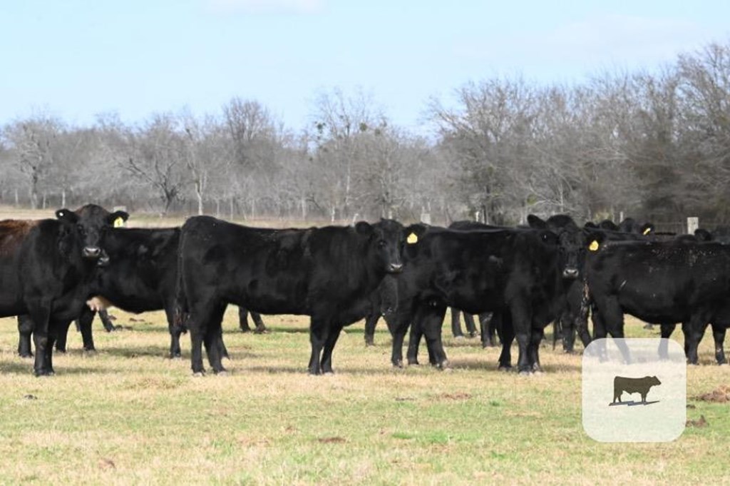 Cattle Range Listing Photo