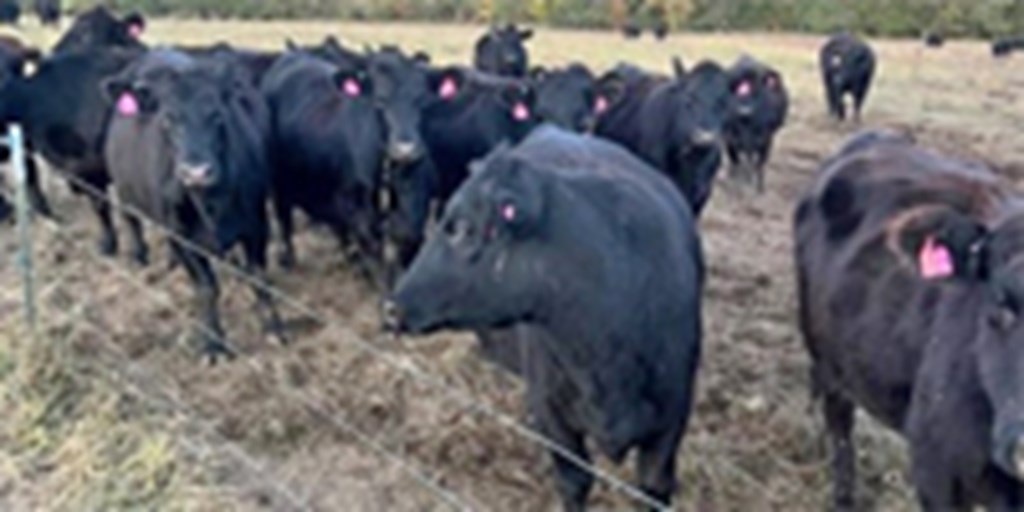 27 Registered Angus Bred Heifers... E. Central MO