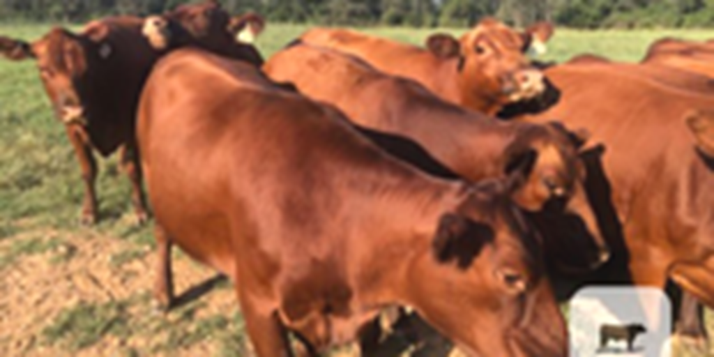 27 Red Angus Cows... Northeast AR