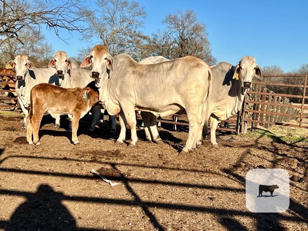 Cattle Range Listing Photo