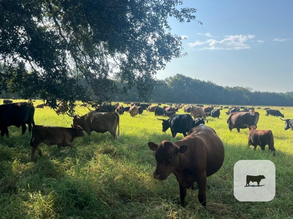 Cattle Range Listing Photo