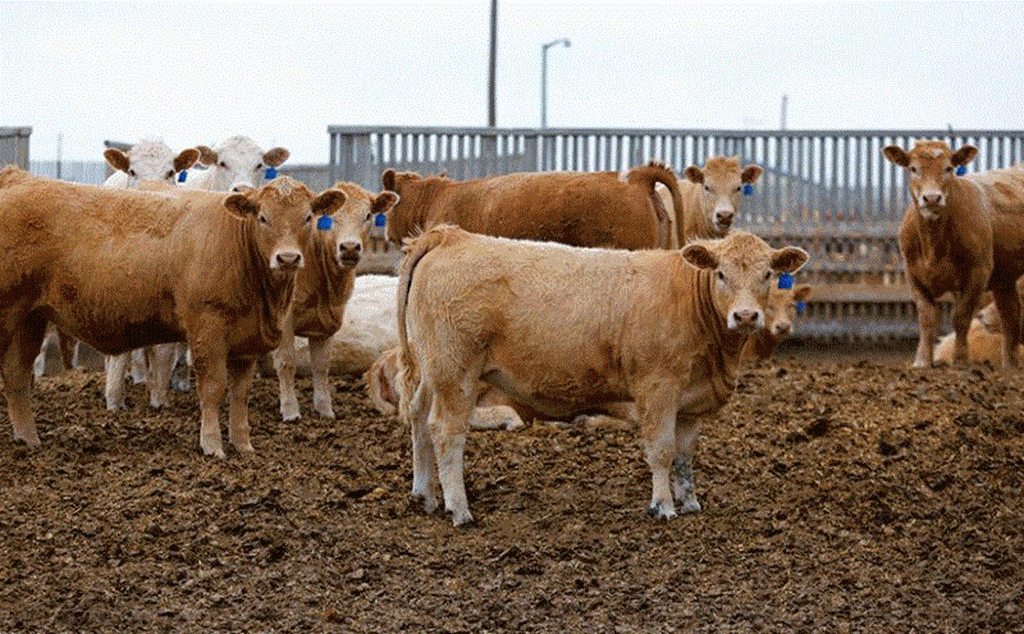 The Cattle Market Cycle – How Long Will These Prices Last?