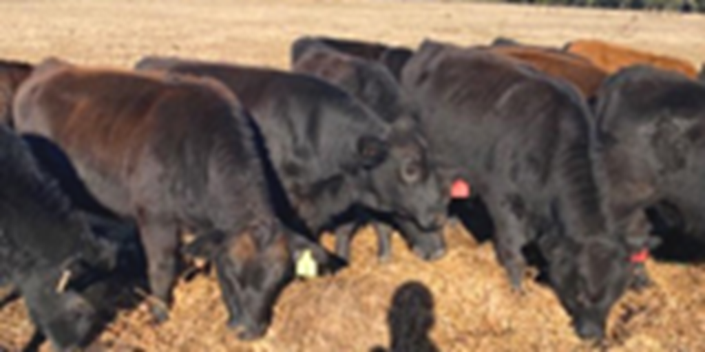 40 Beefmaster/SimAngus Rep. Heifers... Southwest GA