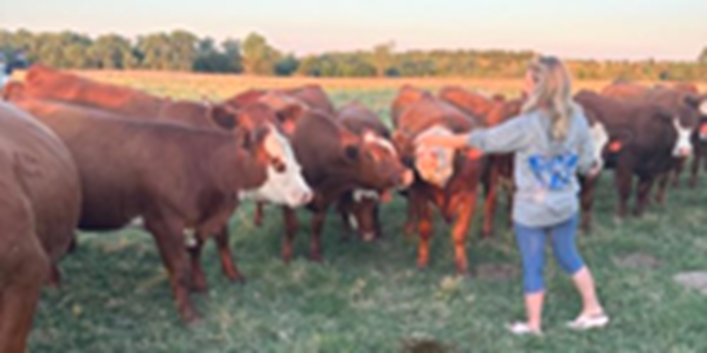 59 Red Angus Cross 'RWF' Bred Heifers... Northwest OK