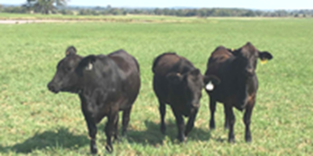 12 Angus Bred Heifers... Southeast OK