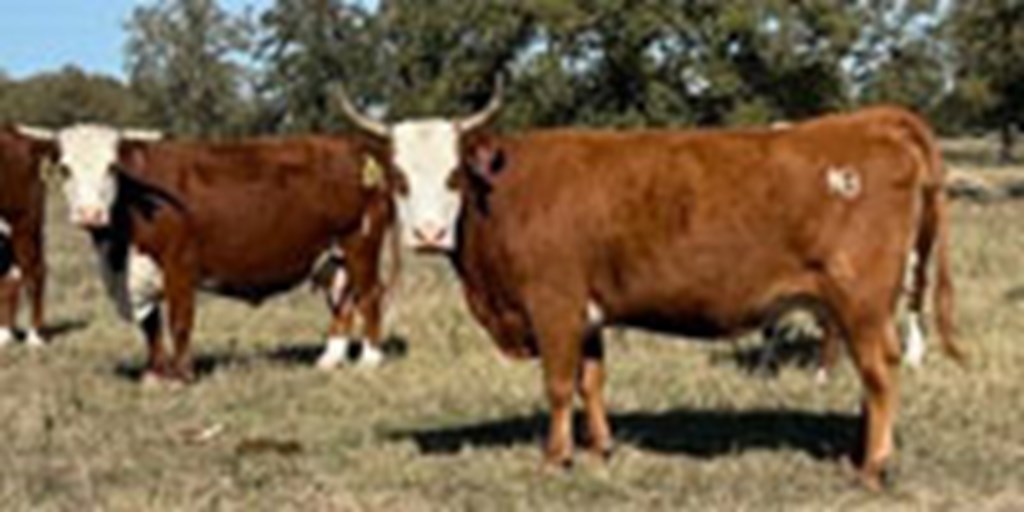 18 Hereford Cows... Central TX