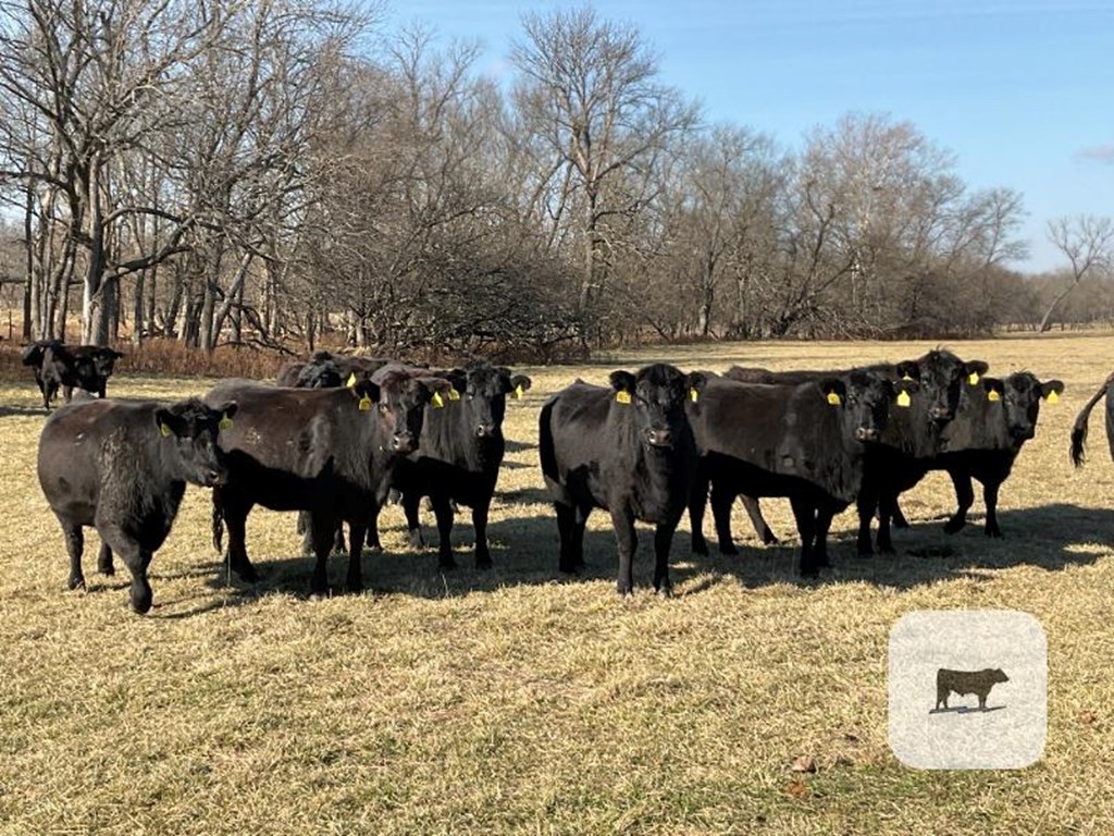 Cattle Range Listing Photo