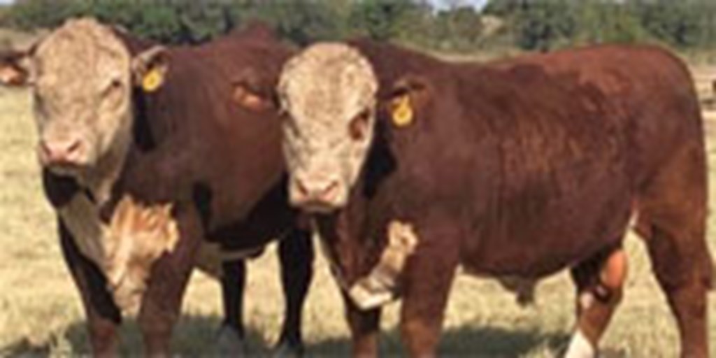 26 Reg. Polled Hereford Bulls... N. Central TX