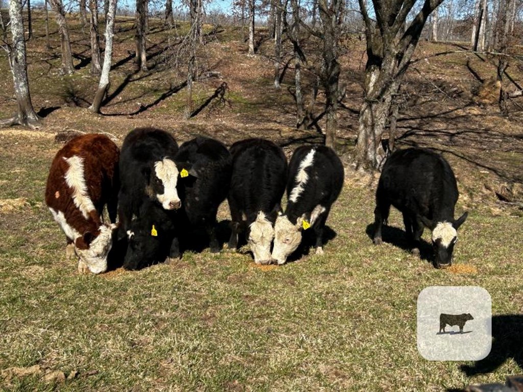 Cattle Range Listing Photo