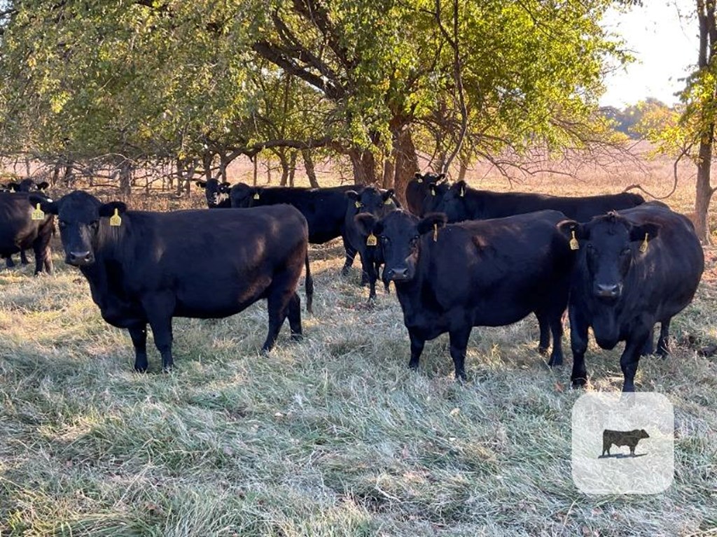 Cattle Range Listing Photo