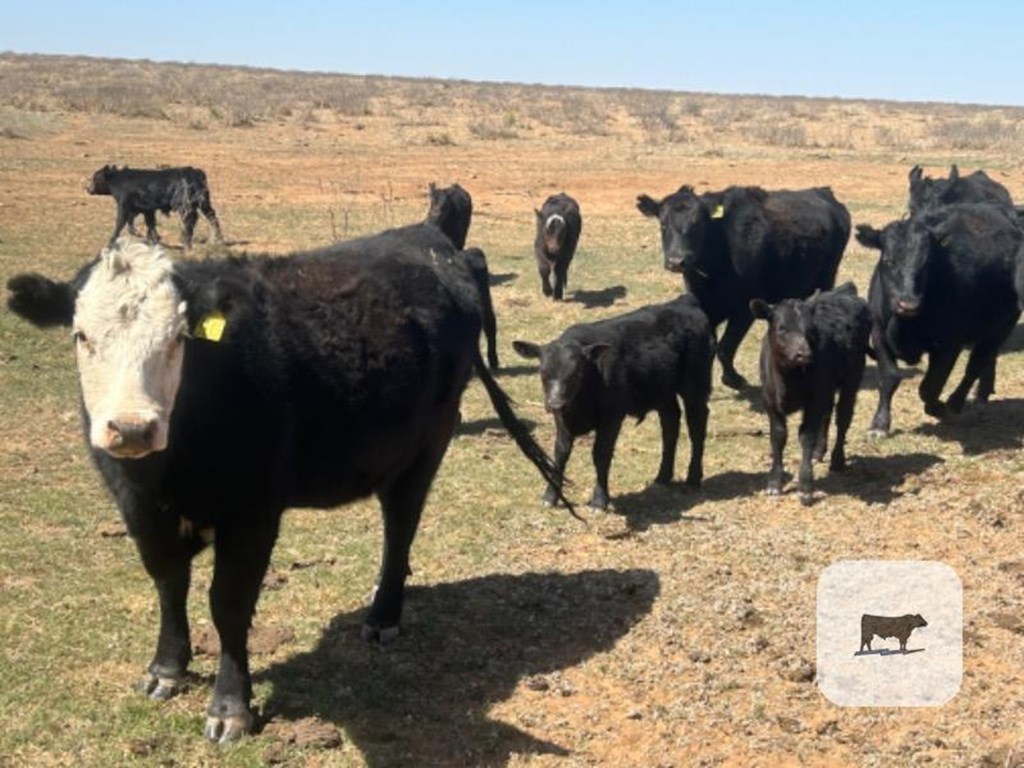 Cattle Range Listing Photo