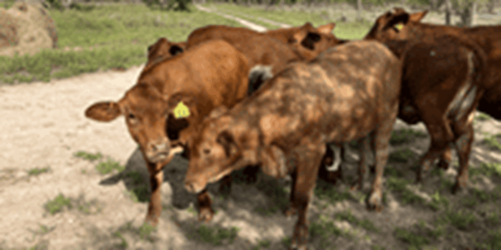 6 Reg. Beefmaster Rep. Heifers... South TX