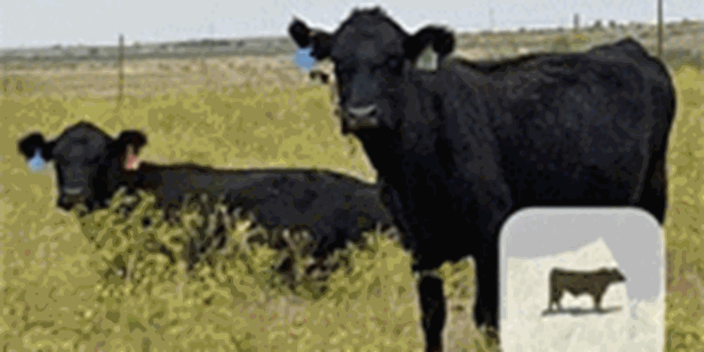 51 Angus & Charolais Cows... North TX