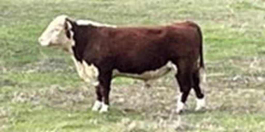 1 Reg. Polled Hereford Bull... Northeast AL