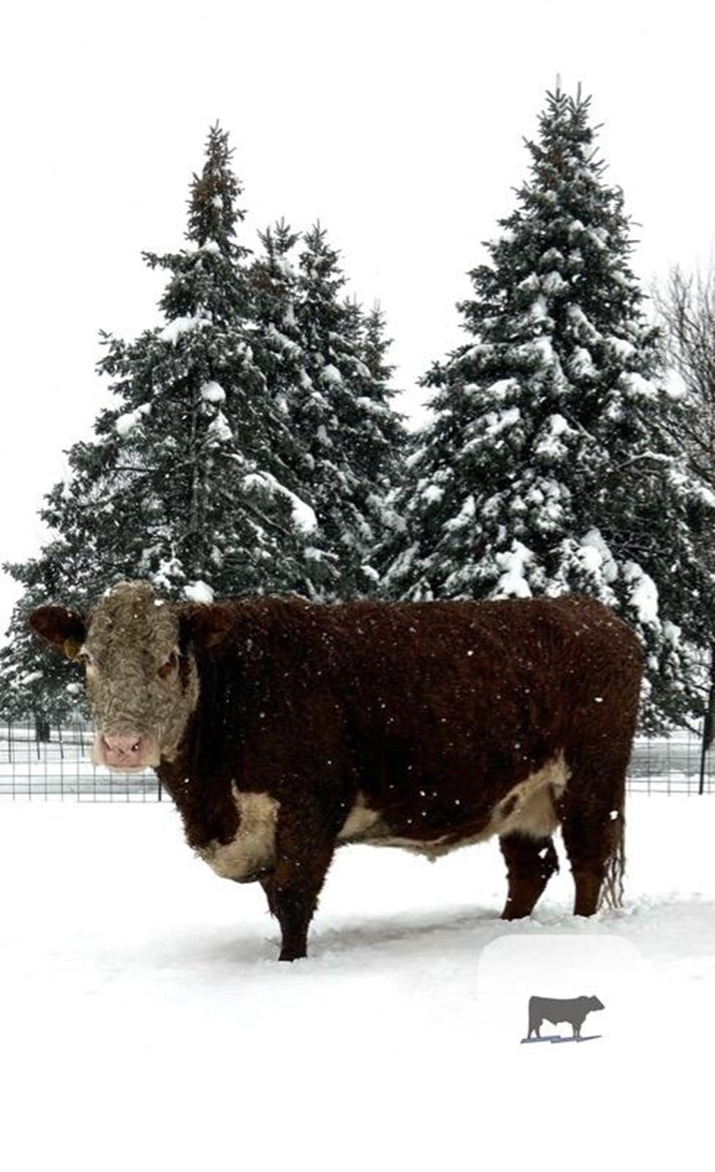 Cattle Range Listing Photo