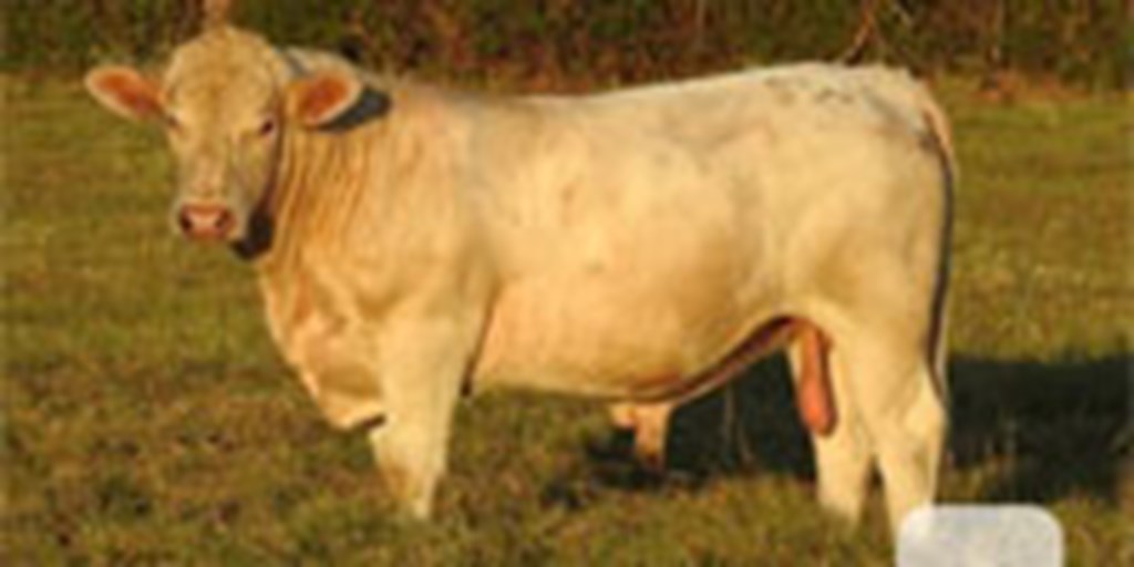 30 Reg. Charolais Bulls... East TX