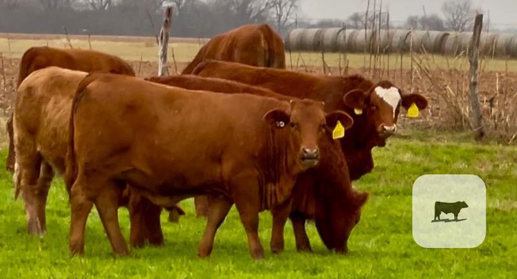 Cattle Range Listing Photo