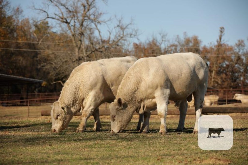 Cattle Range Listing Photo