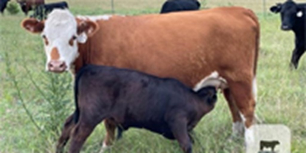 21 Angus/Hereford Pairs... North TX