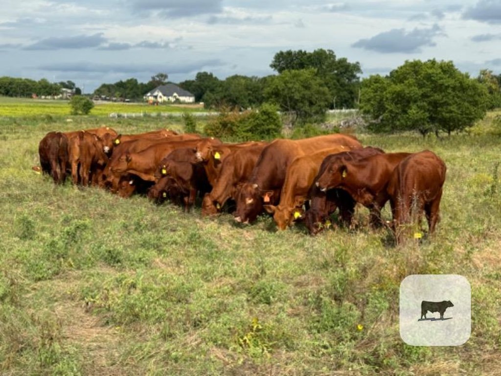 Cattle Range Listing Photo