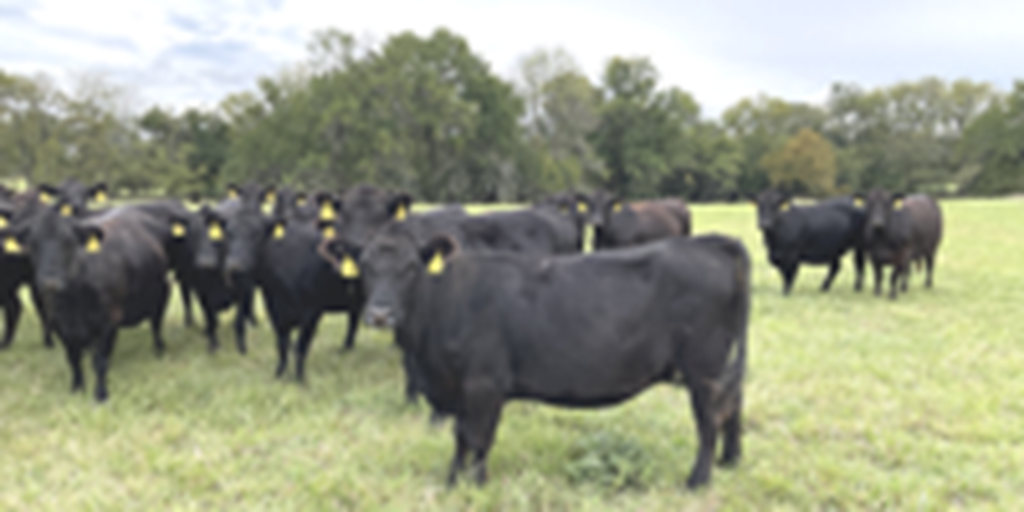 43 Angus & Black Baldy Cows... Southwest MO